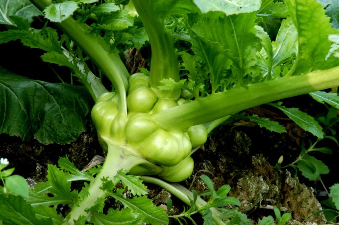 GA黄金甲(中国游)最新官方网站